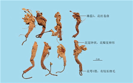 闹羊花 .jpg