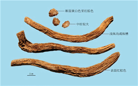 百部 .jpg
