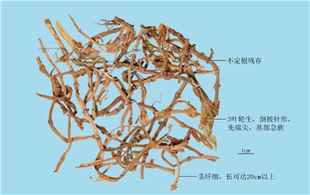 垂盆草 .jpg