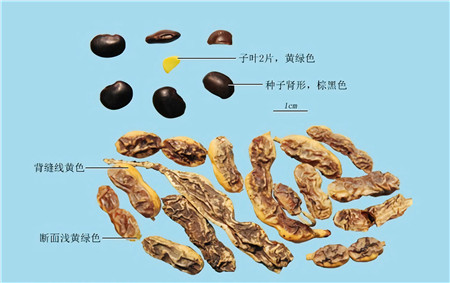 槐角 (1).jpg