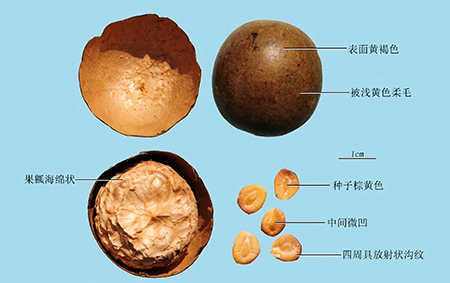 罗汉果 (1).jpg